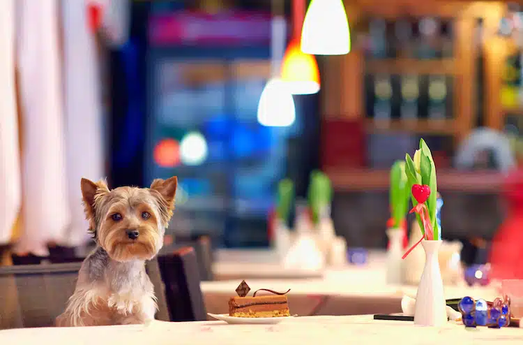dog-friendly-restaurants-cornwall