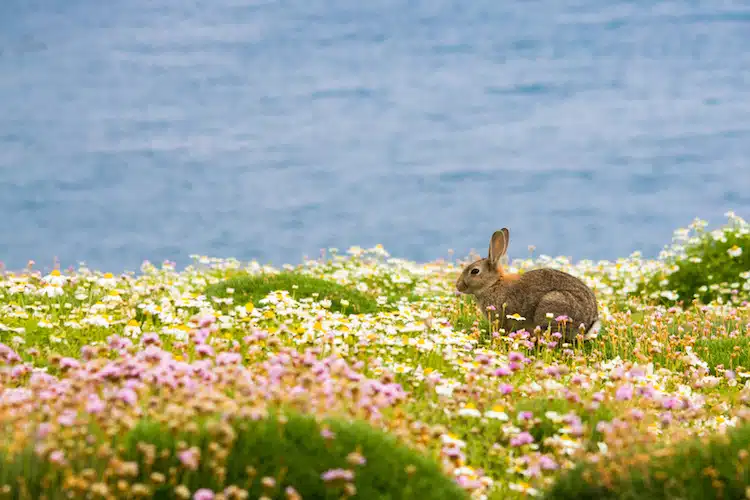 Bunny Easter Holidays Cornwall