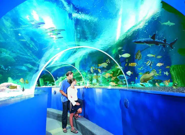 blue reef aquarium