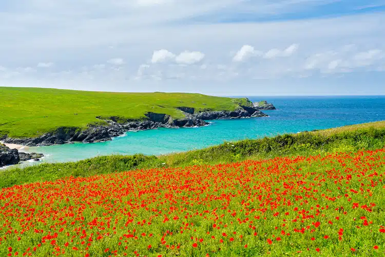 poppies on headland in Cornwall
