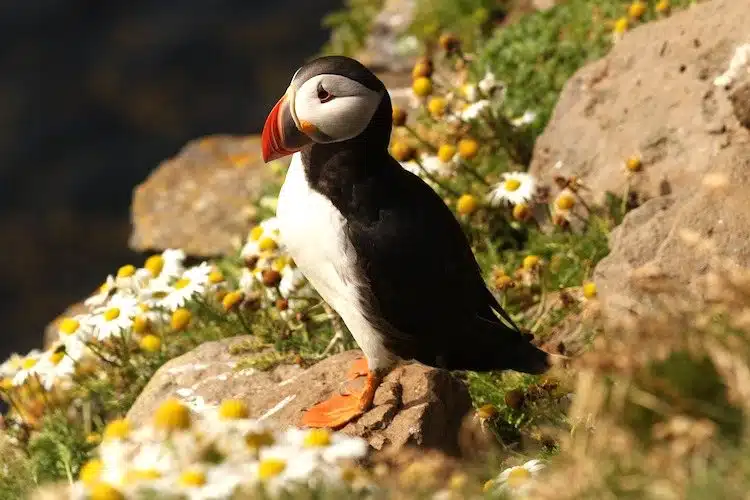 puffin spotting in Cornwall