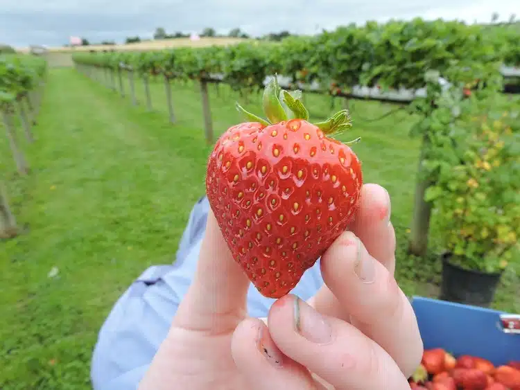 strawberry-picking-cornwall