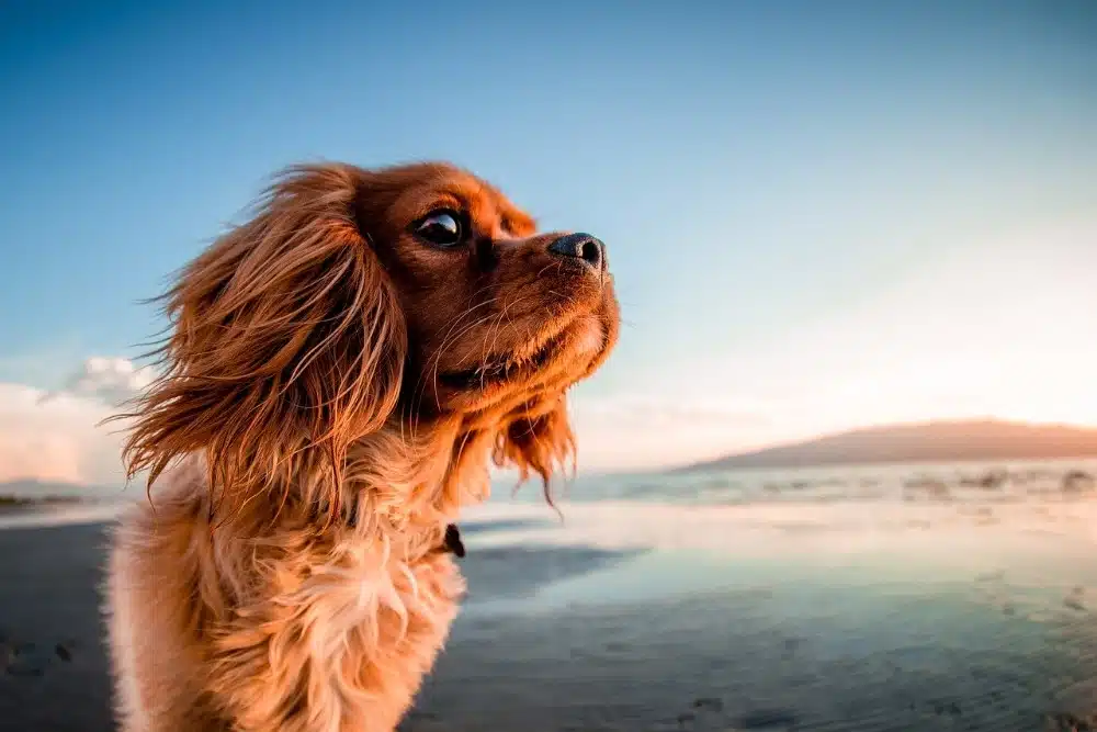 Dog enjoying the beach in Cornwall