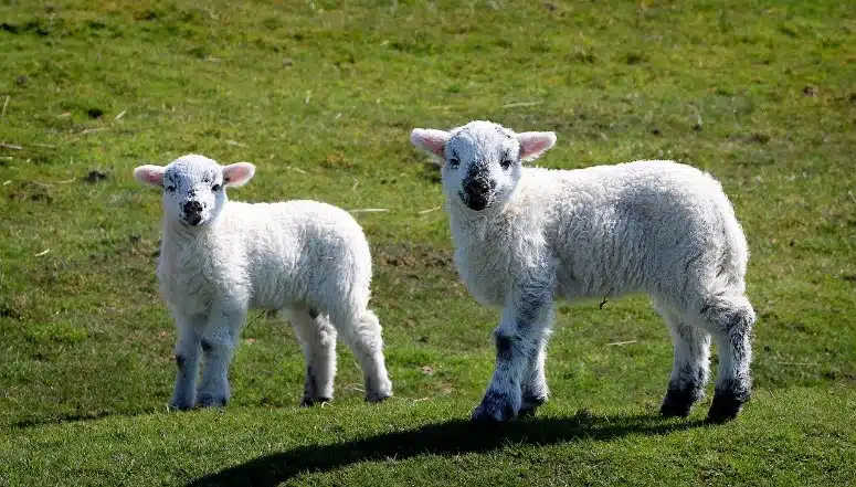 spring lambs cornwall