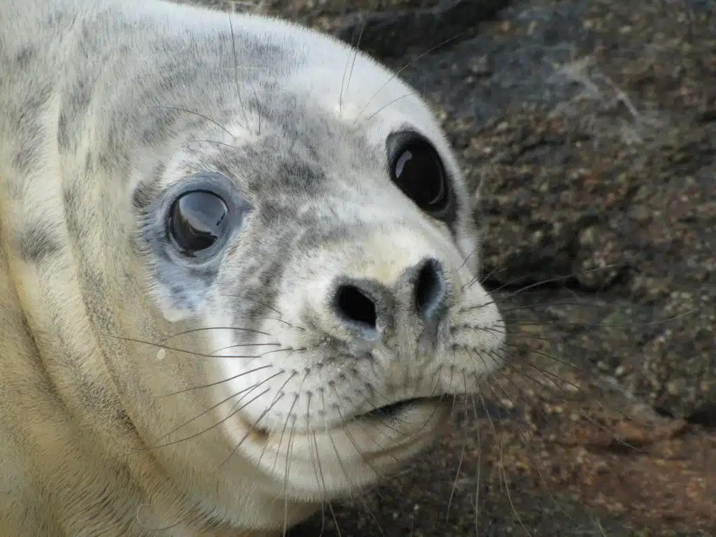 Cornish seal