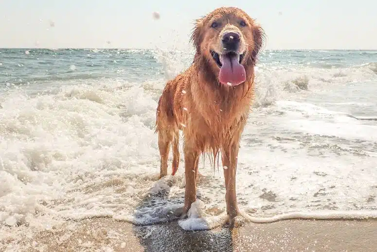 dog on beach in Cornwall