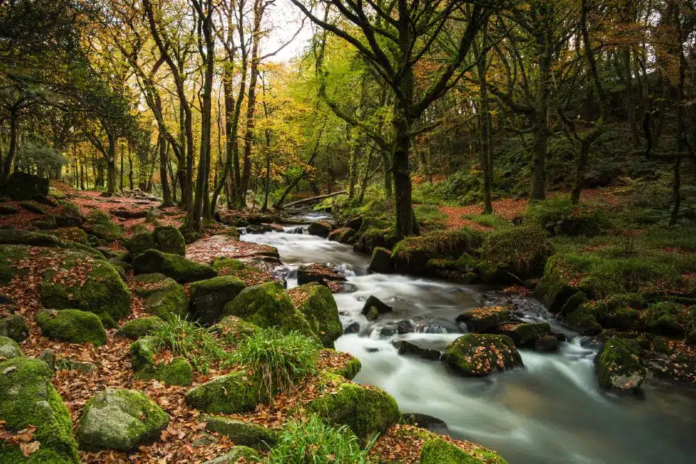 Autumn in the woods in Cornwall