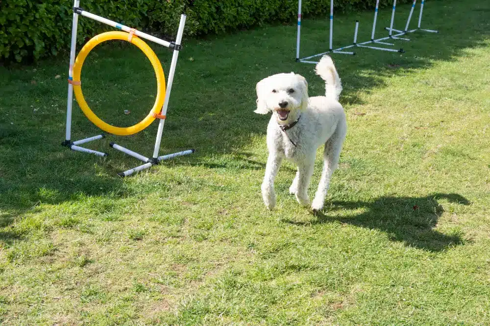 Dog exercise area at Padstow holiday park