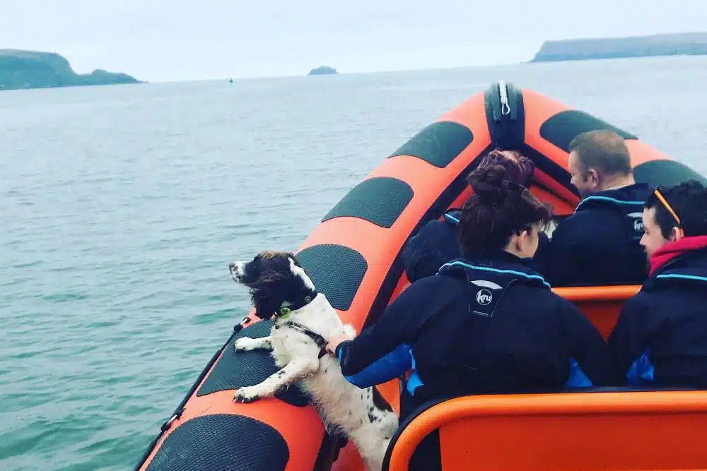Dog friendly boat trip in Cornwall