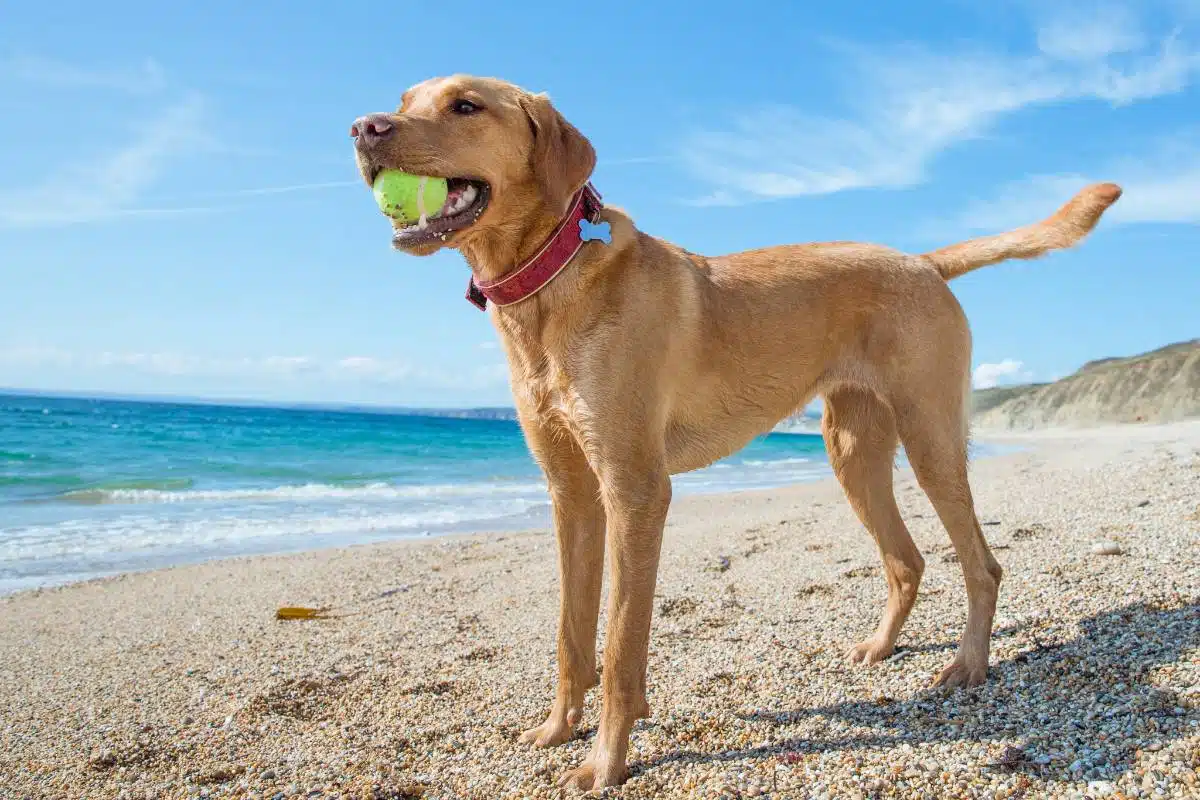 Dog on beach in Cornwall