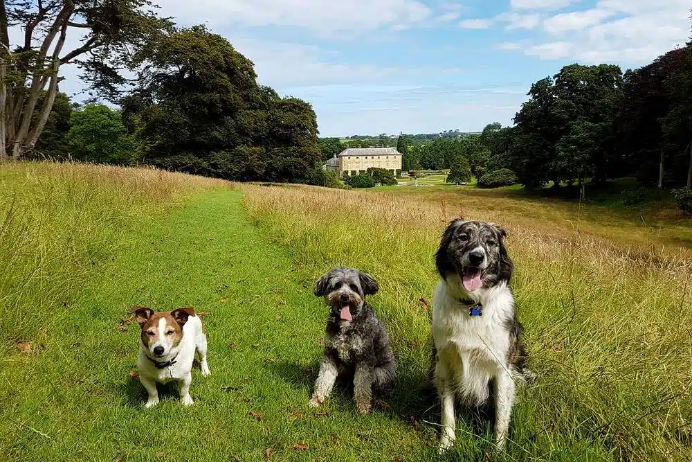 Dogs at Pencarrow House in Cornwall