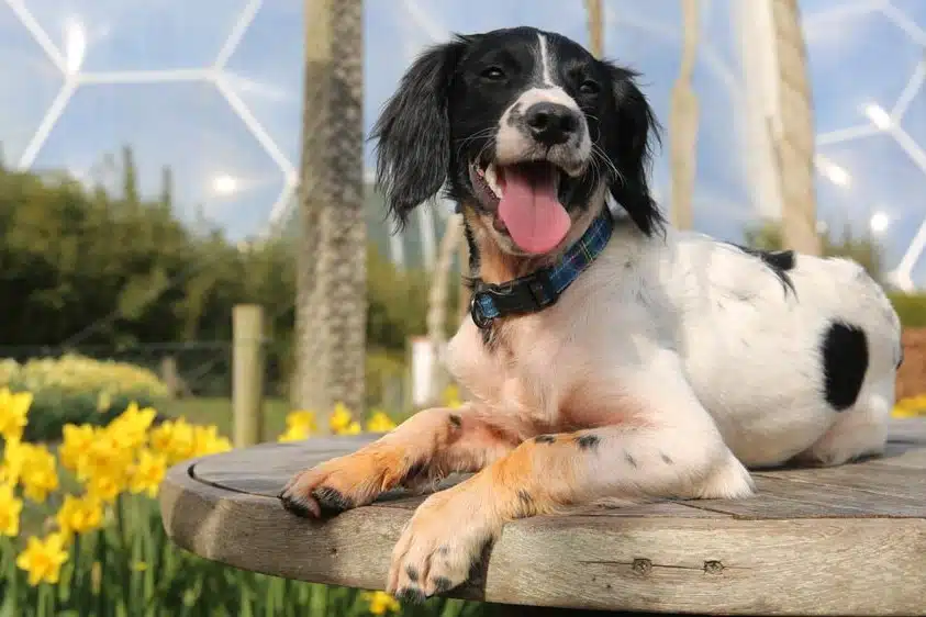 dog at eden project