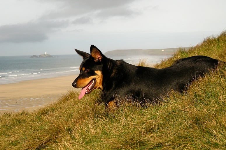 Dog-friendly Cornwall