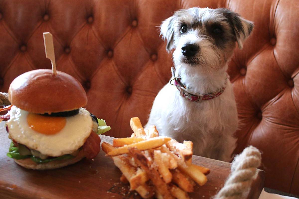 Dog eyeing burger at Padstow restaurant