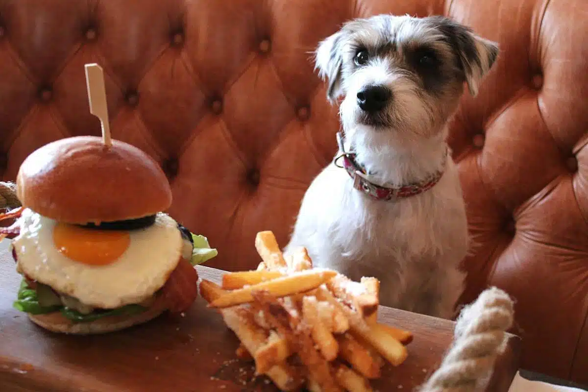 Dog eyeing burger at Padstow restaurant