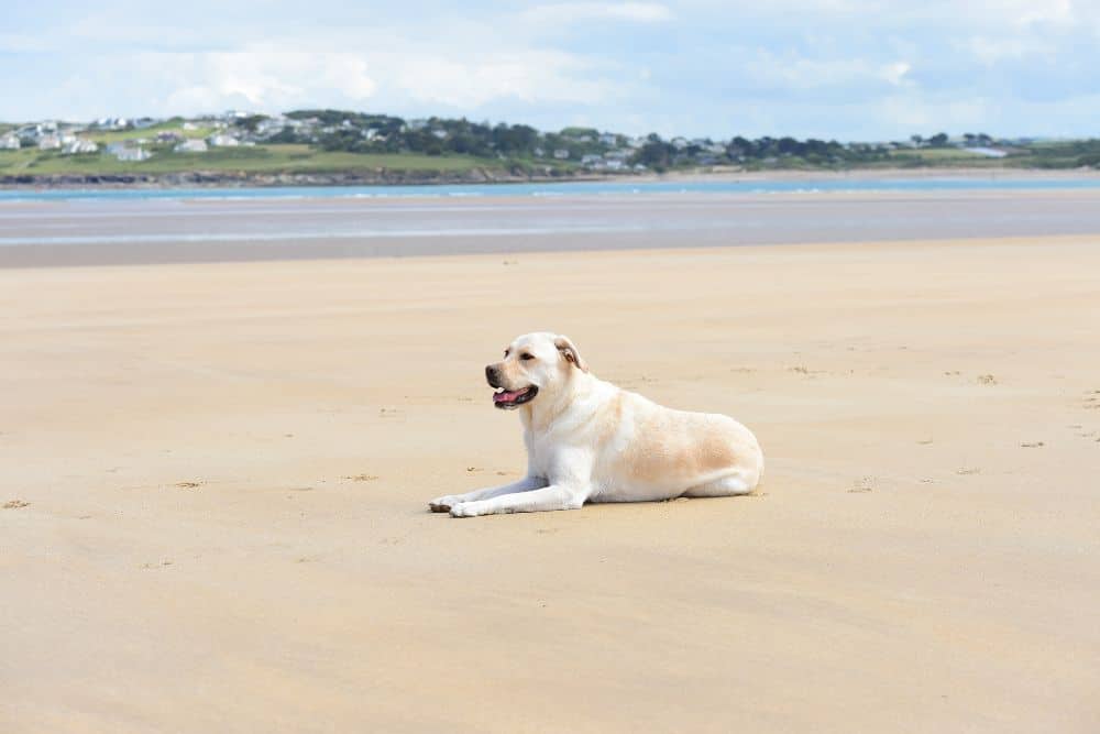 Padstow dog