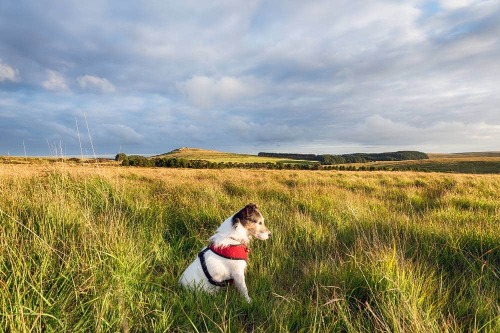 Dog walking on the moors in Cornwall