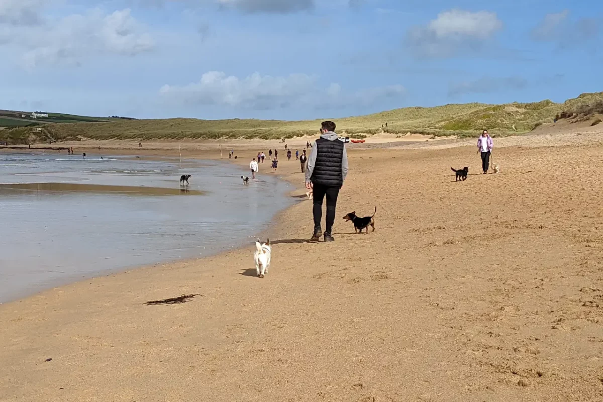 dogs on constantine beach