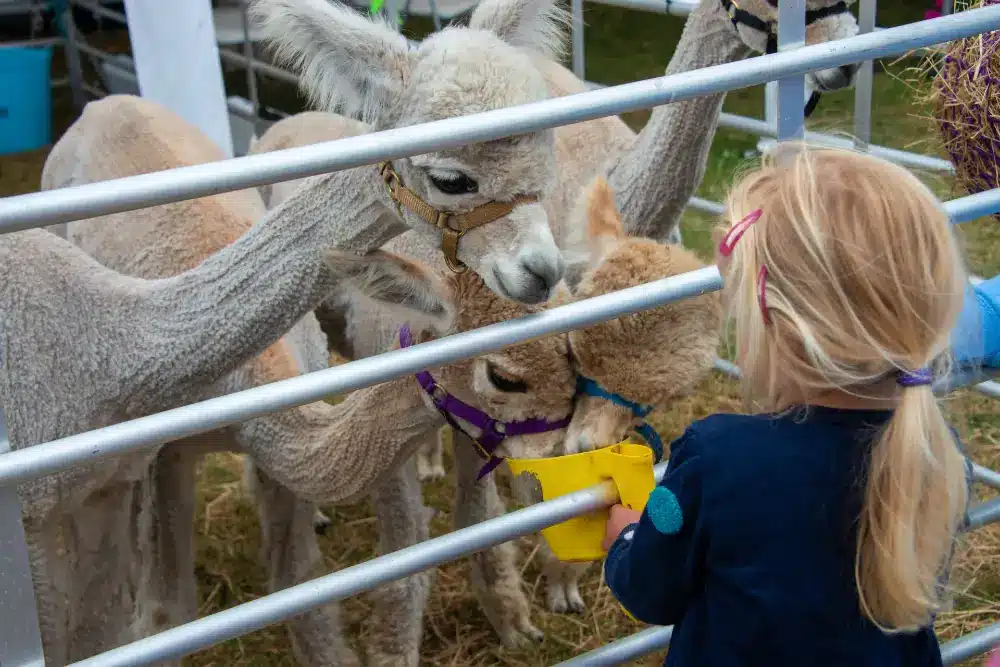Girl feeding llamas at the Royal Cornwall Show
