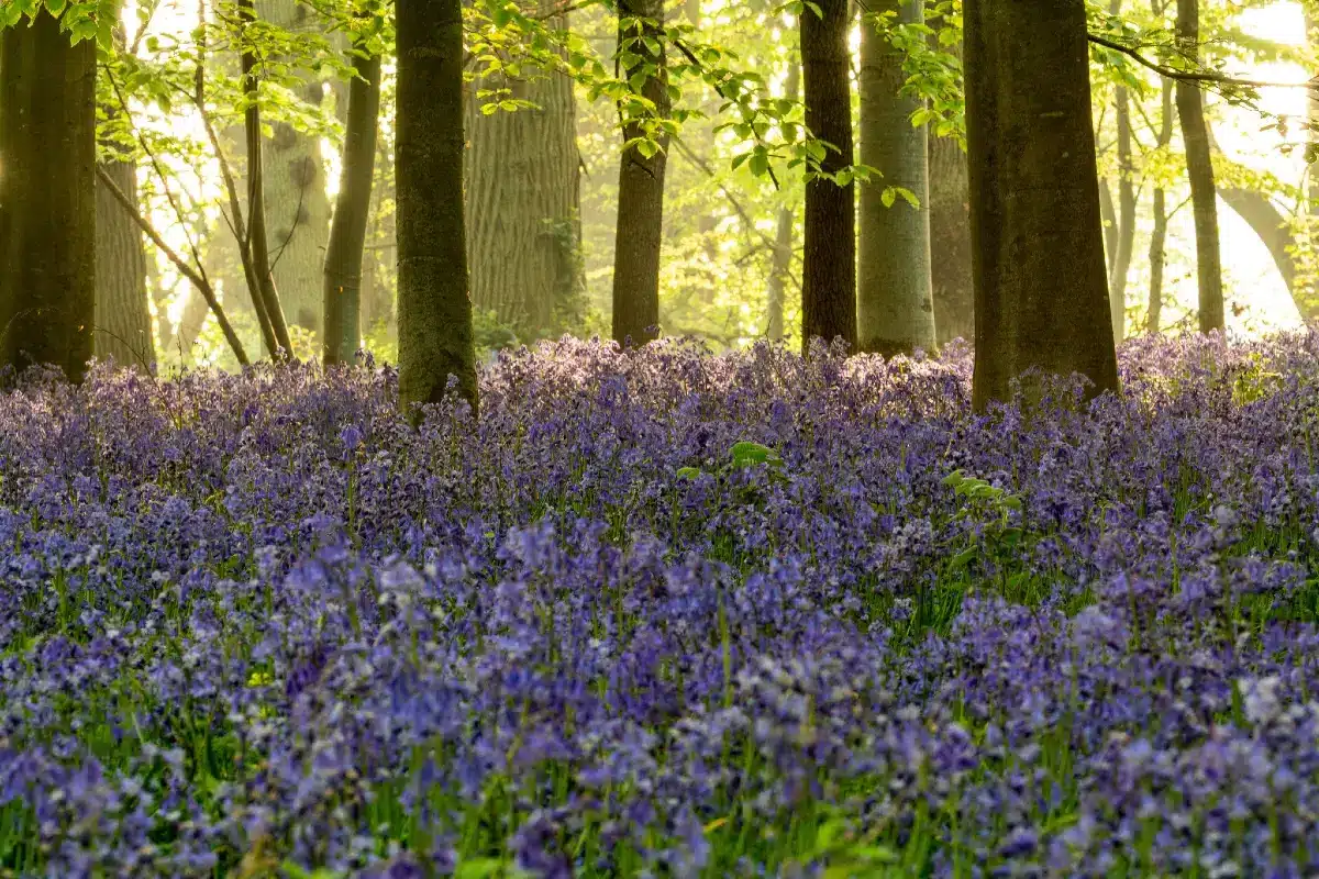 Bluebell Woods at Lanhydrock