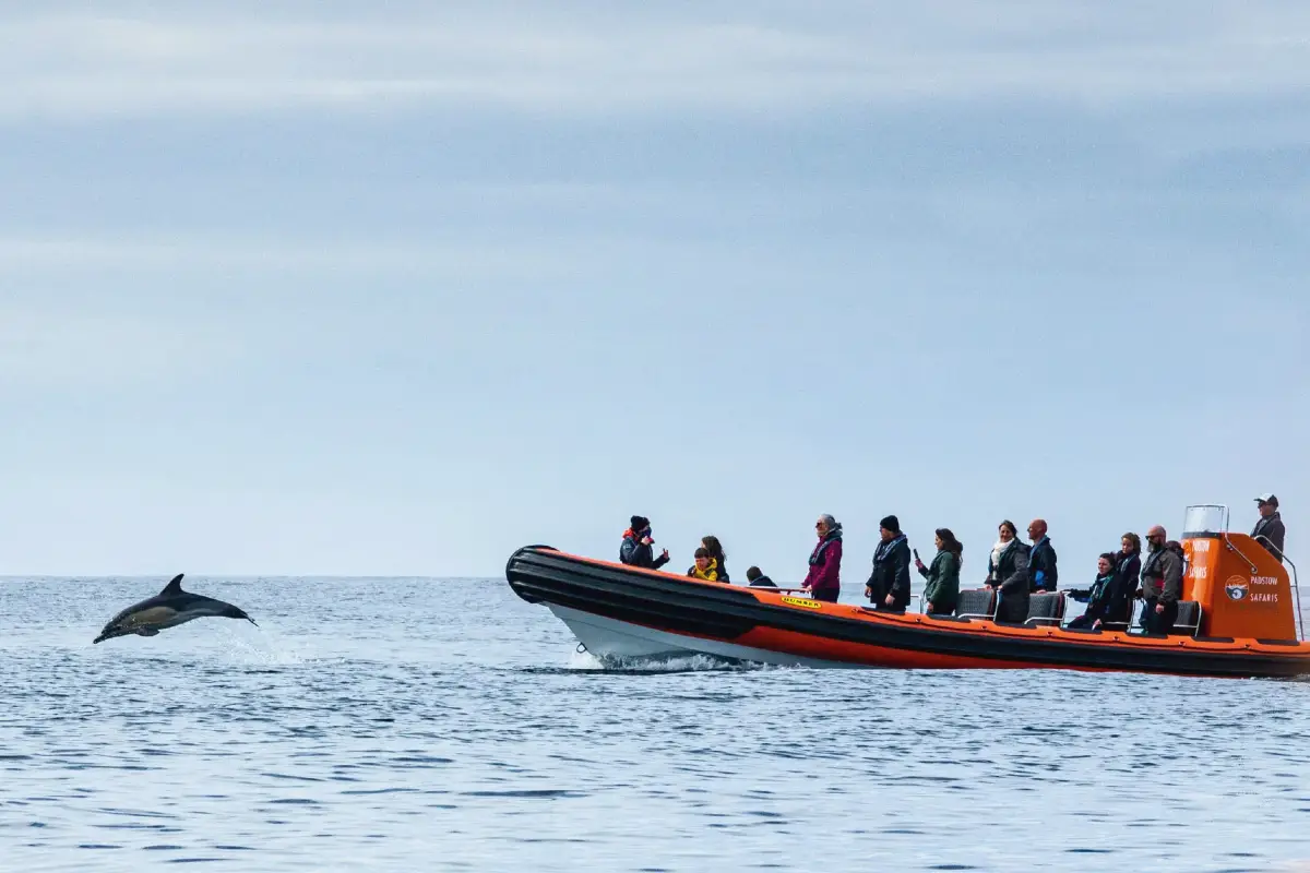 Jumping dolphin and Padstow Sealife Safaris boat