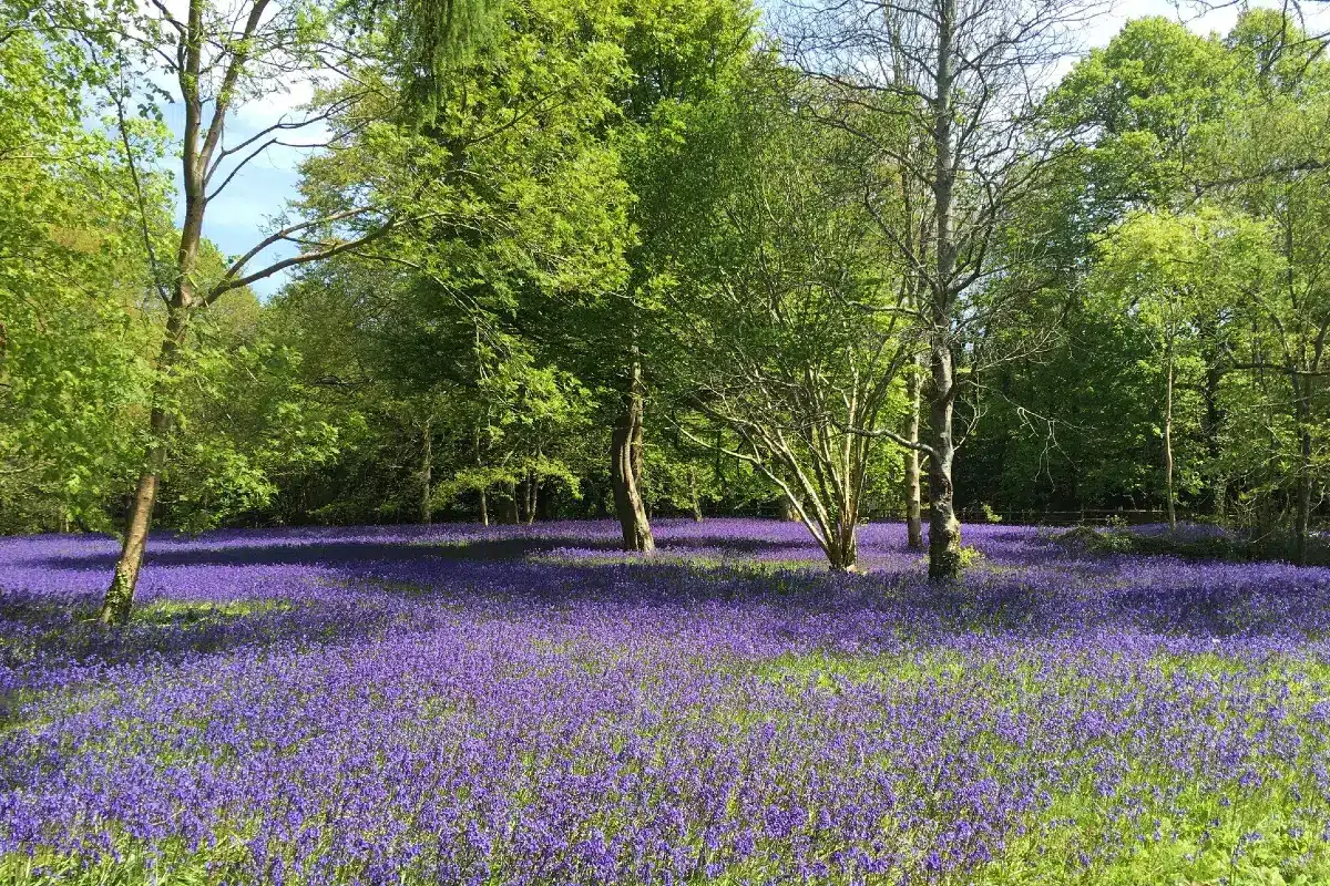 Famous bluebell display at Enys Gardens in Cornwall